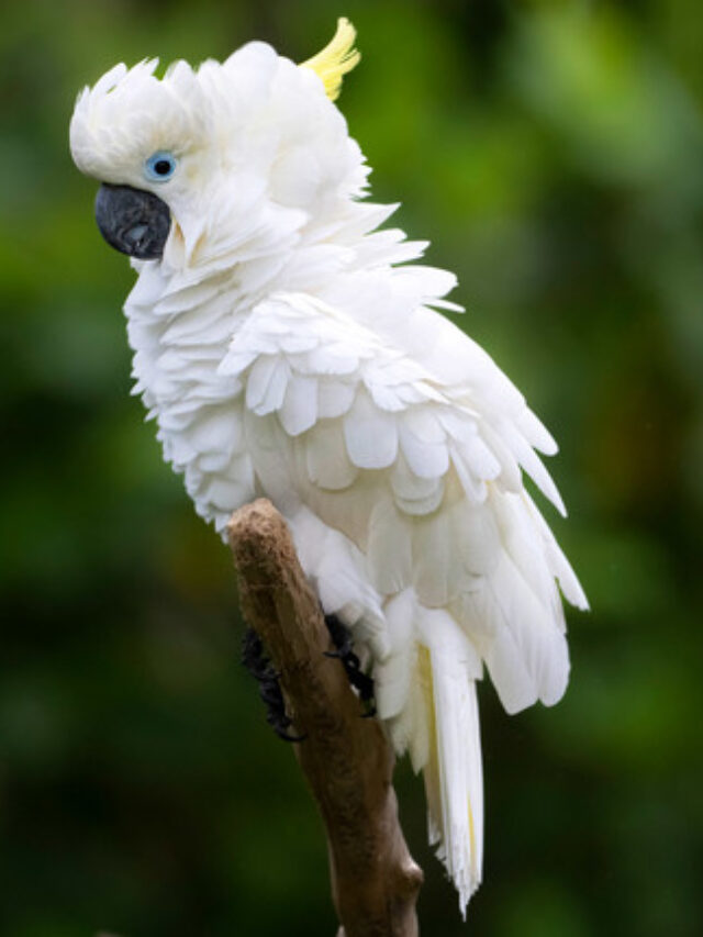 4 Rapid First Aids To Protect Teflon Poisoning In Birds